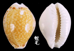 加勒比海淡黃寶螺 Cypraea acicularis