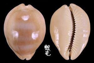厚重寶螺 Cypraea sulcidentata