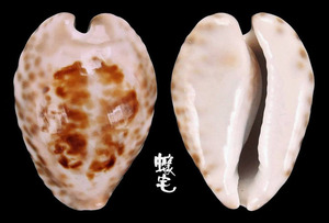 無齒寶螺 Cypraea teulerei 1