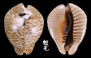 雙角老鼠寶螺 Cypraea mus bicornis 1