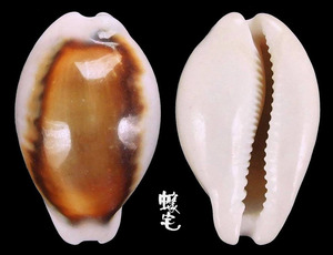 栗子寶螺 Cypraea spadicea 1