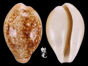 西非瑪瑙寶螺 Cypraea achatidea