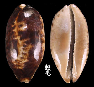 叢雲寶螺 Cypraea testudinaria 1