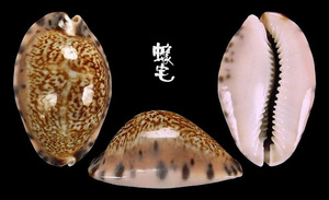 角緣寶螺 Cypraea arabicula 2