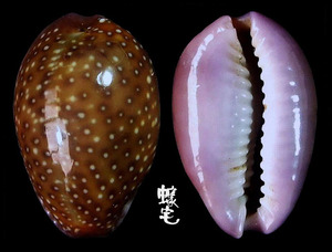 紫花寶螺 Cypraea poraria 2