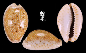 慧眼寶螺 Cypraea ocellata 2
