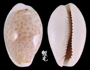 玻芬寶螺 Cypraea boivinii 1