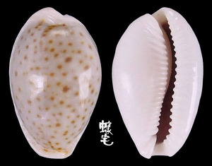 玻芬寶螺 Cypraea boivinii 2
