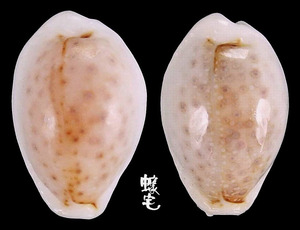 玻芬寶螺 Cypraea boivinii 3