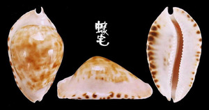 獵帽寶螺 Cypraea marginata