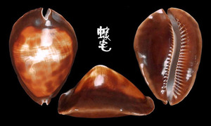 黑獵帽寶螺 Cypraea rosselli
