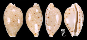 貝氏寶螺 Cypraea beckii 1