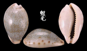 黃齒寶螺 Cypraea xanthodon