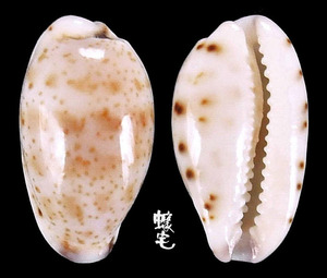 雷山哈蒙寶螺 Cypraea hammondae raysummersi 2