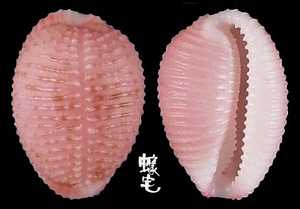 粉紅蛹螺 Niveria suffusa