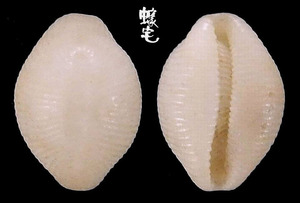 白米蛹螺 Trivirostra oryza 2