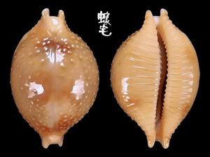 花珠寶螺 Cypraea bistrinotata 3