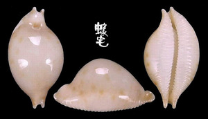 珍珠寶螺 Cypraea margarita