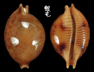 金珠寶螺 Cypraea globules 3