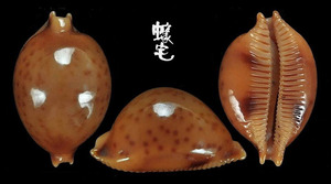 金珠寶螺 Cypraea globules 4
