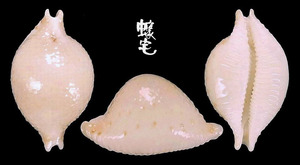 繡珠寶螺 Cypraea cicercula 2
