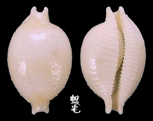 繡珠寶螺 Cypraea cicercula 3