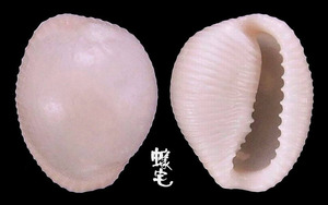 肉色蛹螺 Triviella phalacra