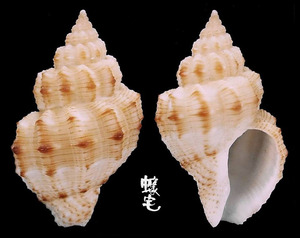焦斑峨螺 Cantharus leucotaeniatus 2