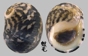 齒紋蜑螺 Nerita yoldii 2