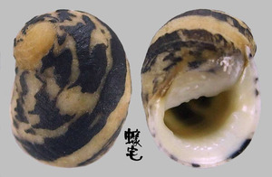 齒紋蜑螺 Nerita yoldii 3