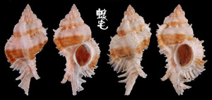可愛骨螺 Siratus venustulus 3