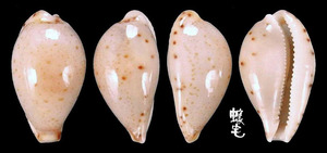 姑娘寶螺 Cypraea musumea 1