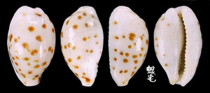 芝麻寶螺 Cypraea punctata