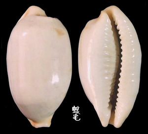 塊斑寶螺 Cypraea stolida 4