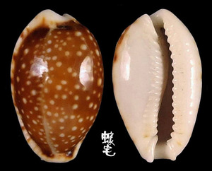 梨皮寶螺 Cypraea labrolineata 4