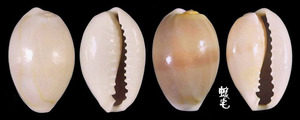 金環寶螺 Cypraea annulus 6