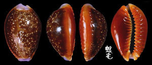 紅花寶螺 Cypraea helvola 3