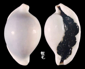 海兔螺 Ovula ovum 1