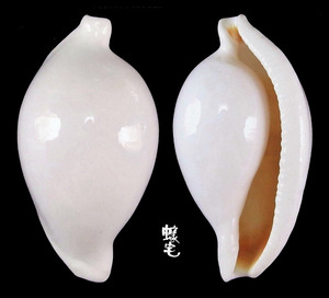 海兔螺 Ovula ovum 3