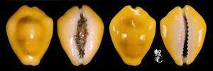 黃寶螺 Cypraea moneta 1