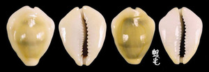 黃寶螺 Cypraea moneta 5
