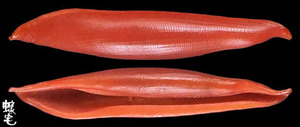 紅錐海兔螺1