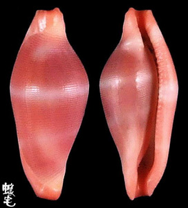 細紋海兔螺1