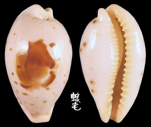 美娘寶螺 Cypraea saulae 1