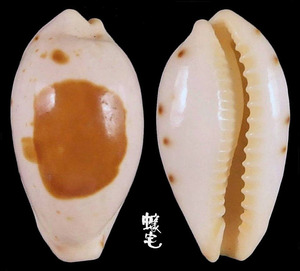美娘寶螺 Cypraea saulae 4