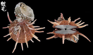 猩猩海菊蛤1
