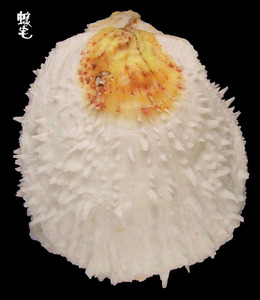 貯水海菊蛤1