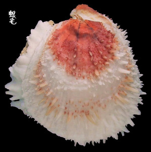 貯水海菊蛤2