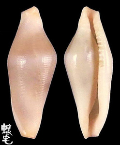 菖蒲海兔螺2