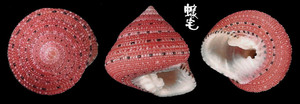 草莓鐘螺 Clanculus puniceus 1